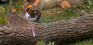 Best Lawn Disease Treatment  in Huntland, TN