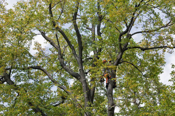 How Our Tree Care Process Works  in  Huntland, TN